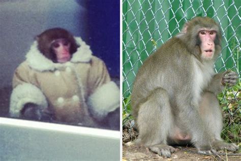 Darwin, the IKEA monkey, 10 years later - The Globe and Mail