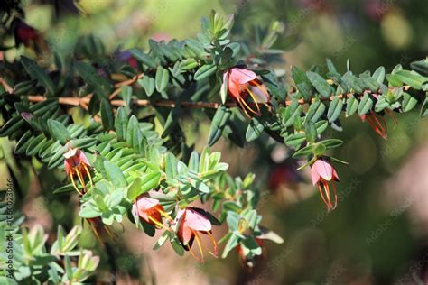 Darwinia