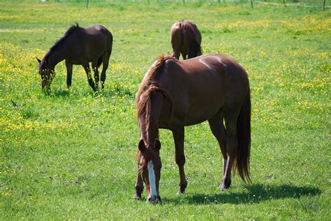 Das Pferd – ein Reittier? - Ethik.Guide