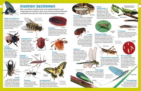 Das insektenbuch ein grundlegendes handbuch für die sammlung und pflege von insekten für kleine kinder. - P h manual de la grúa.