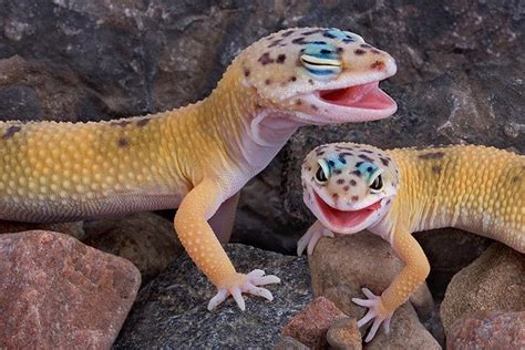 Das leopard gecko handbuch der experten für fortschrittliche vivariumssysteme. - Velamma episodio 45 lettura online gratuita.