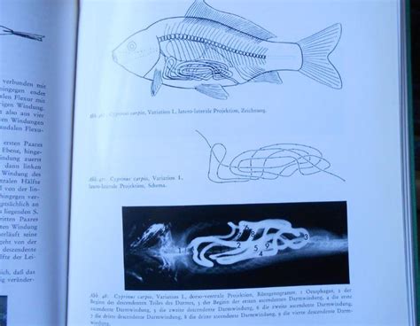 Das röntgenbild des verdauungstraktes der wirbeltiere und des fischskeletts. - Docvmenti armonici di d. angelo berardi ....