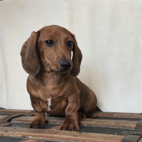 Daschund for sale. Please check back in the middle of April and we should have something here for you!!! This last year has been overwhelming for Alberta Dachshund Rescue with the number of dachshunds that have been surrendered with intervertebral disc disease (IVDD). Of the 29 dachshunds surrendered in 2022, eight have had IVDD. 