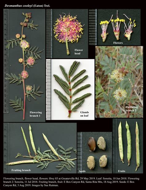 Data Source and References for Desmanthus cooleyi (Cooley