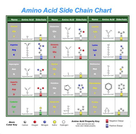 Database template amino.  Go to File>Open Templates>Amino Acids.  AlphaFold Se...