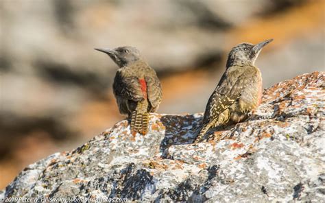 Dating buzz western cape - Woodpecker