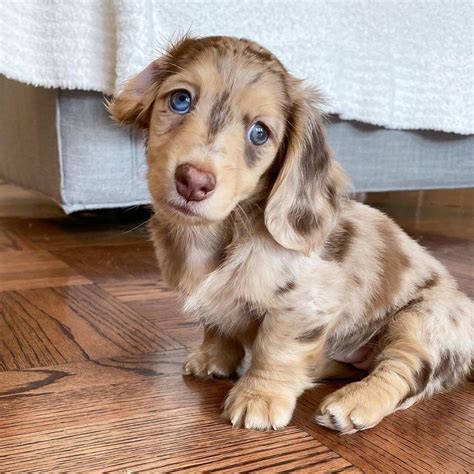 Dausand puppies. What is the typical price of Dachshund puppies in Providence, RI? Prices may vary based on the breeder and individual puppy for sale in Providence, RI. On Good Dog, Dachshund puppies in Providence, RI range in price from $2,500 to $4,500. We recommend speaking directly with your breeder to get a better idea of their price range. 