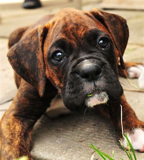 Daves Boxer Puppies