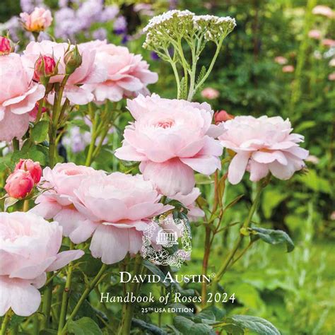 David Austin Roses Catalogue With Pictures