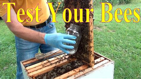 David burns youtube bees. http://www.honeybeesonline.comWelcome to Long Lane Honey Bee Farms' Beekeeping Video Institute. Today, certified master beekeeper David Burns shows us the be... 