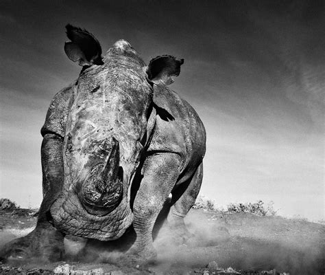 Part 1 (of 2) exclusive https://youpic.com/ home films in which we explore David Yarrow's photography of animals and his unique methods. In part 2 (coming in.... 