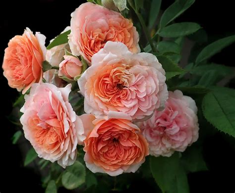 Davidaustinroses - Roses are wonderful plants for growing in pots, urns and other containers. Just about any type of rose can be grown in a pot, as long as the pot is large enough to hold the volume of soil or compost neede... 