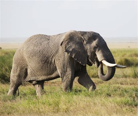 Davidson county website.  The average life expectancy of an African elephant is around 7...