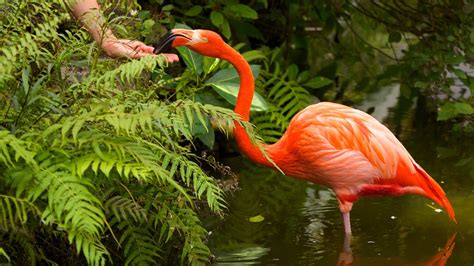 Davie flamingo gardens. Flamingo Gardens attraction near Fort Lauderdale, Florida, features over 3,000 species of rare & exotic, tropical, subtropical, and native plants and trees and is home to the largest collection of Florida native wildlife. ... Flamingo Gardens 3750 S. Flamingo Rd Davie, FL 33330-1614. Phone (954) 473-2955. OPEN EVERYDAY. 9:30AM – … 