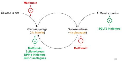 Davis Activities: Diabetes + Endocrine (W6) Flashcards Quizlet