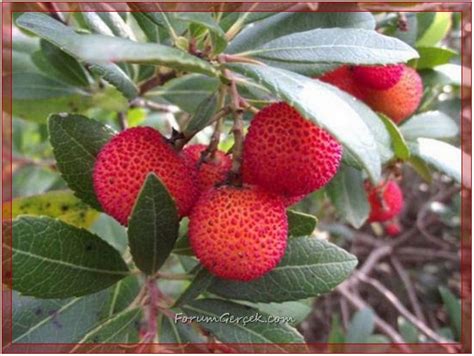 Davulgu Halı ve Koltuk Yıkama