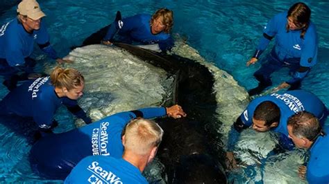 Dawn brancheau autopsy photos. On February 24, 2010, Tilikum pulled SeaWorld trainer Dawn Brancheau into his pool and killed her. That tragic event made world news, but few people realized the orca had already been involved in ... 