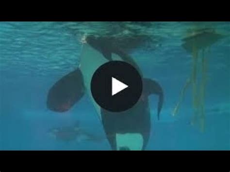 Dawn Brancheau had been working with some of the deadliest beasts of the deep for more than 15 years. She had always had a huge love of animals and set her heart on becoming a trainer at Seaworld .... 
