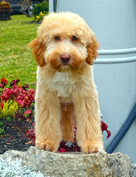 
Dawn is a wonderful expansion of the Barksdale line of Authentic Australian Labradoodles