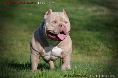 The breeding of Razor Edge Pitbulls is specifically for companionship. Although years ago, people wanted them as racing and fighter dogs. Their demeanor is better than that of a typical Pitbull or Bully because breeders frequently blend their bloodline with an American Bully or Mastiff. Dog lovers adore them for their sweet nature and social ...