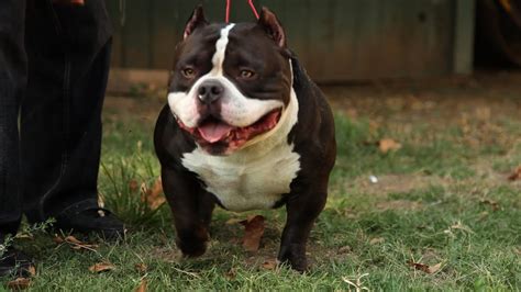 AMERICAN BULLY BREEDING: PREGNANCY BY THE WEEK. Female dogs (bitches) generally give birth around 63 days after conception, with a few variations between 56 and…. by Bully King Magazine. August 7, 2018.. 