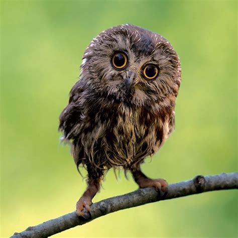 Day owl. Things To Know About Day owl. 