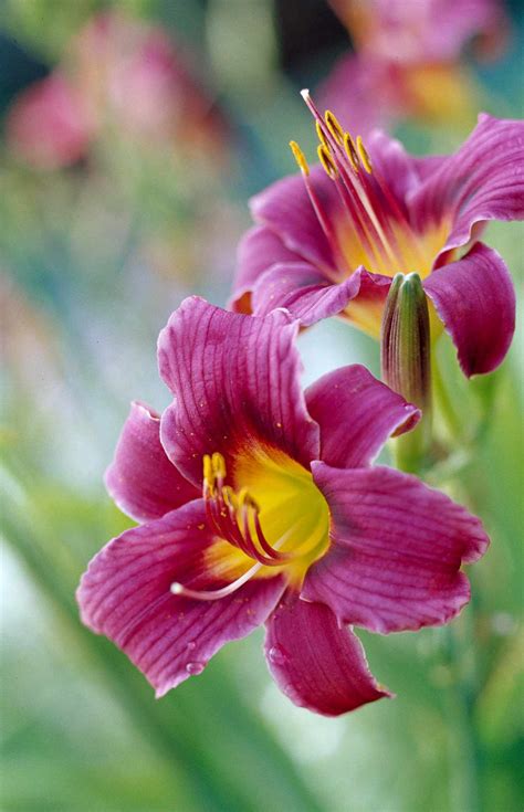 Daylily - Better Homes & Gardens