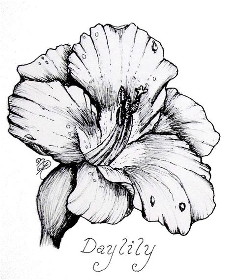 Daylily Flower Drawing