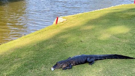 Daytona Beach, Florida man bitten by alligator at his front door