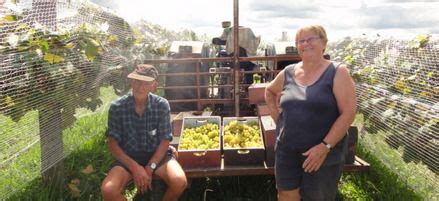 Daywen Vineyard - Fruiterers & Greengrocers in Te Kauwhata