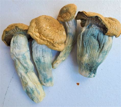 Dc mushrooms. Oct 14, 2022 · Melmac Mushroom is a strain of Psilocybe cubensis, one of the world’s most popular psychoactive mushrooms. The name is probably a reference to the old TV show, Alf, whose title character was a rather aardvark-like space-alien, the idea being that this mushroom is “out of this world.” It is a little odd-looking, with a thick, contorted ... 