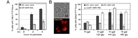 Ddc2-YFP foci disappear rapidly upon repair when donor