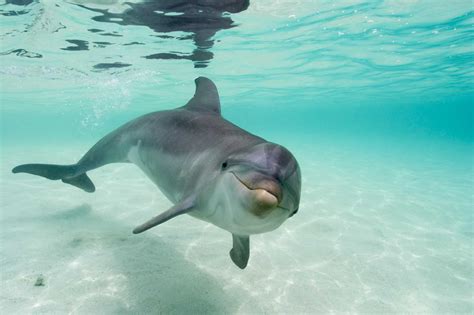 Deñfin. Los delfines (Delphinidae) o delfines oceánicos son mamíferos placentarios del orden Cetácea que habitan en océanos y mares, a diferencia de los delfines de río … 