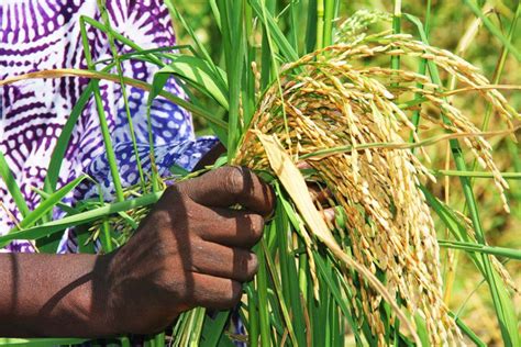 Développement de la riziculture dans les pays du sahel. - Heart of darkness study guide and book.