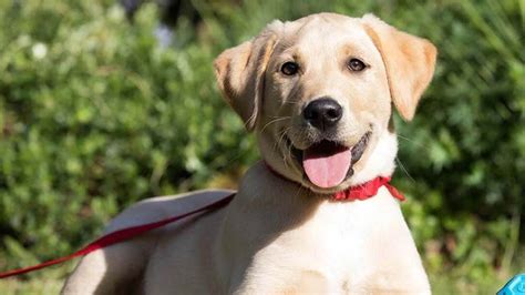 De 3 mest avancerade metoderna f&ouml;r valptr&auml;ning: Purina