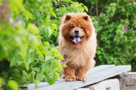 De Chow Chow: een kleine, maar krachtige hond - Hond.nl