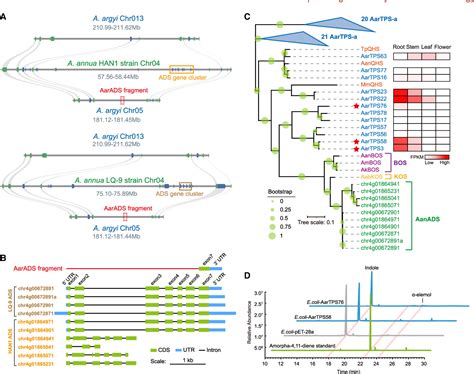 De Novo Assembly of an Allotetraploid Artemisia argyi Genome