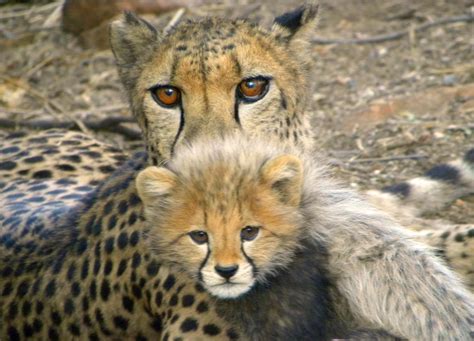 De Wildt Cheetah & Wildlife Trust in Brits, North West