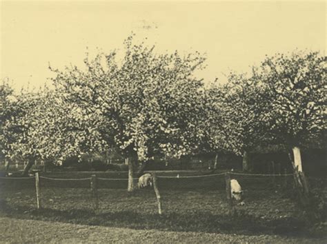 De ontwikkeling van fruitteelt