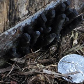 Dead Man’s Fingers – Wisconsin Horticulture