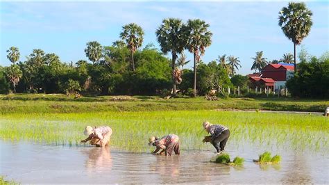 Dead Rice Field in Summer Cambodia - YouTube