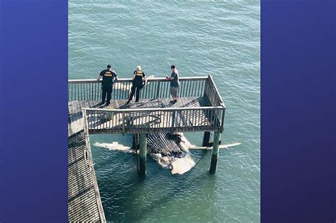 Dead Whale Found Under Dock Of Abandoned Jersey Shore Home