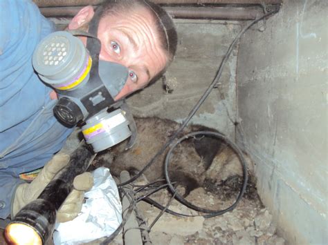 Dead animal removal. We offer 24/7 dead animal removal service in Melbourne for domestic and industrial properties at an affordable price. Our skilled professionals can remove dead animals carefully using advanced technology to lift them from areas such as the roof cavity, roof tiles, roof space, and wall cavities. The unpleasant odours emanating from the animal ... 