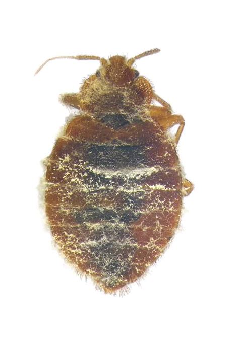 Dead bed bug. Bed bugs ( Cimex lectularius) are small, flat, parasitic insects that feed solely on the blood of people and animals while they sleep. Bed bugs are reddish-brown in color, wingless, range … 