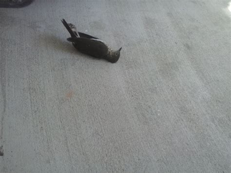 Dead bird on porch. Although there is no definitive answer, the common consensus among spiritual leaders is that a dead bird symbolizes a new beginning. More specifically, it symbolizes the end of som... 