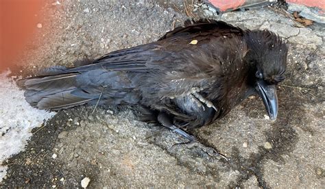 Dead crow. Things To Know About Dead crow. 