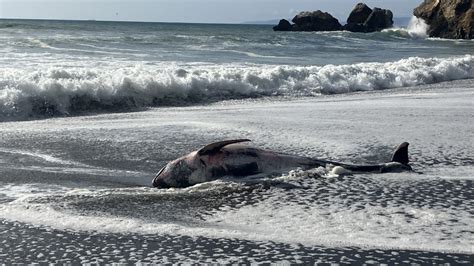 Dead dolphin washes ashore in Pacifica