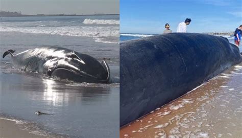 Dead fin whale washes ashore in San Diego