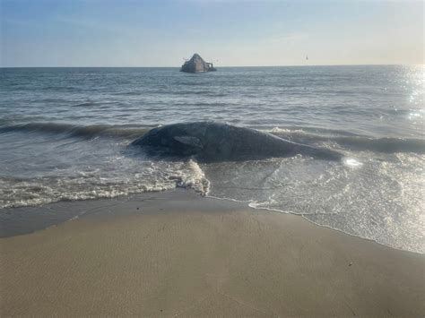 Dead gray whale washed ashore at Seacliff State Beach