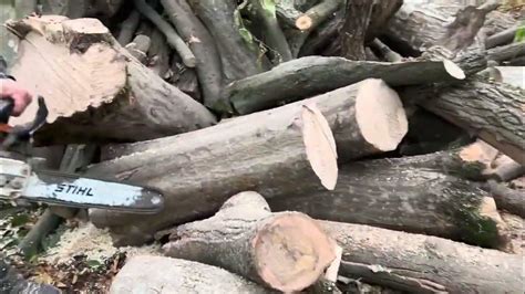 Dead oak vs. stihl 462c! Easy firewood #stihl #chainsaw # ... - YouTube